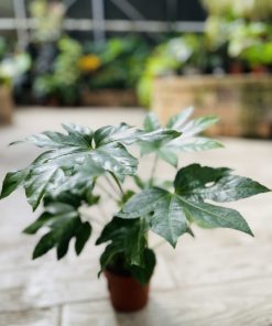 ארליה יפנית ירוקה ע.12