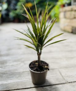 דרצנה מרגריטה ע.12