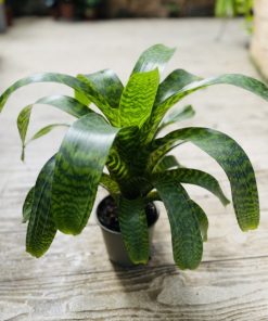 ורזיאה סטרים ע.14