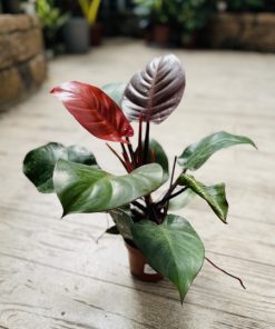 פילודנדון סנלייט ע.12