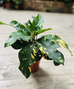 קרוטון מגניפסינט ע.15