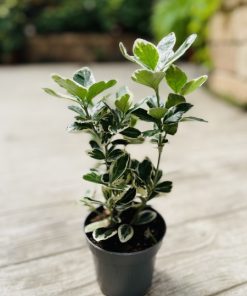 איוונימוס ננסי מיקס מגוון ע.9