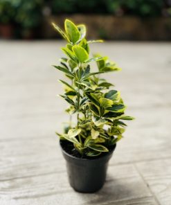 פלכון יפני מיקס ע.9