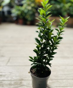 איוונימוס ננסי מיקס ע.9