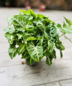 סינגוניום אראו ע.12