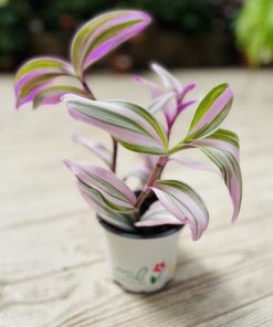 יהודי נודד ע.12