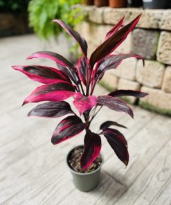 קורדליין ע.14