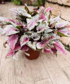 בגוניה לוקינג גלאס 6 ליטר