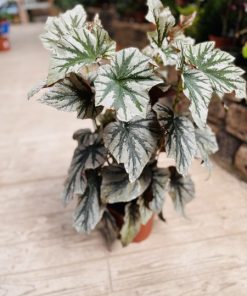 בגוניה רקס מאווי סנסט 6 ליטר