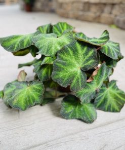 בגוניה רסולי קערה 20