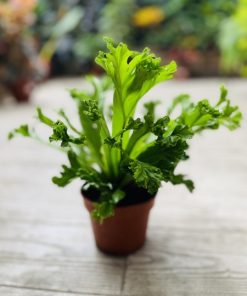 שרך קן ציפור ע.12