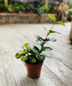 בת שבע טריקולר ע.12