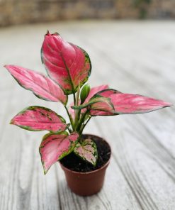 אגלונמה אדומה