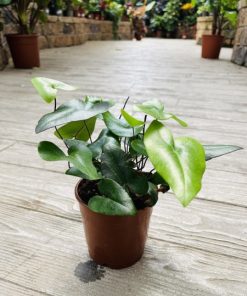 שרך אריפוליה ע.12