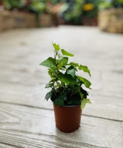 הדרה קיסוס ע.9