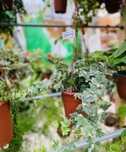 הדרה קיסוס ק.15