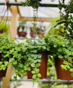 פפרומיה קערה 15