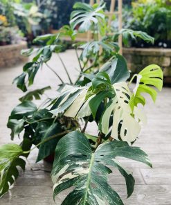 מונסטרה אלבו 10 ליטר