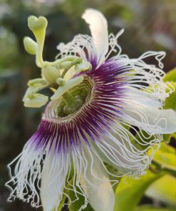 Alternative view of פסיפלורה