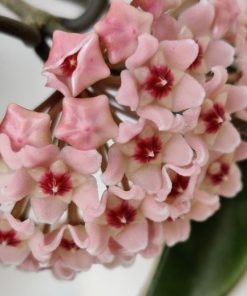 Alternative view of בת שבע קערה 20