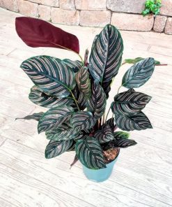 Alternative view of קלתאה אורנטה