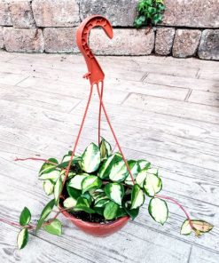 בת שבע קערה 20