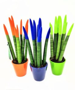 סנסיווריה גלילית