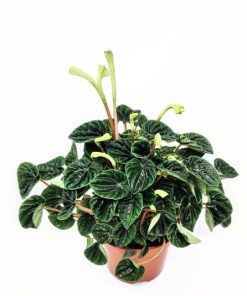 פפרומיה שומי ע.12