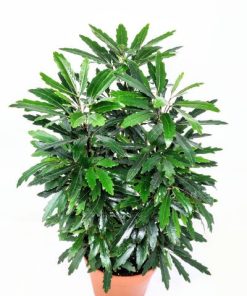 ארליה אלגנס ע.12