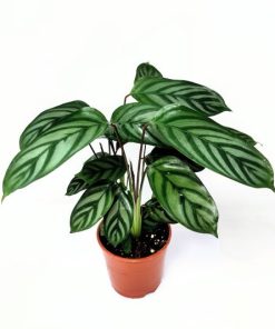 קלתאה אופנהיימה