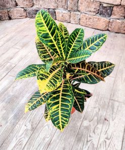 קרוטון פטרה