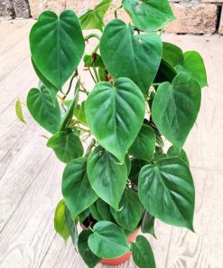 Alternative view of סקנדנס