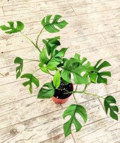 Alternative view of מונסטרה מינימה ע.12