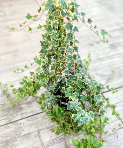 Alternative view of קיסוס בדלי