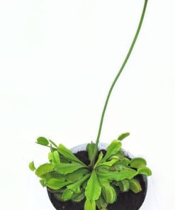 Alternative view of טורף דיונאה