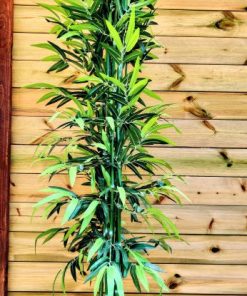 עץ במבוק (2060-12)