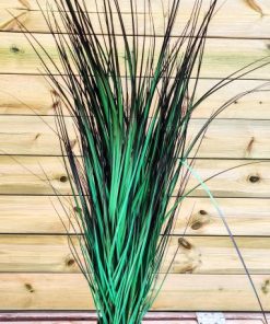 עציץ עלים (1117-10)