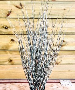 צמח שבטבט (1491-1)