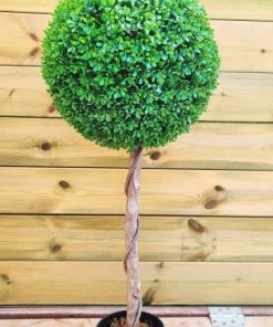 כדור הדס על גזע (1483-6)