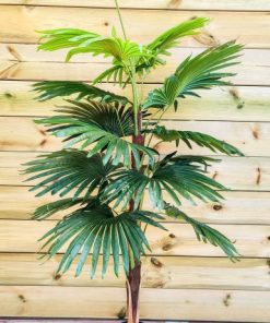 עץ פאלם (100-178)