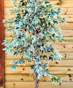 עץ פיקוס לבן (1115-15)