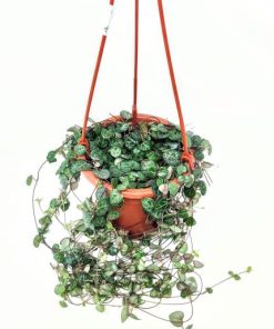 שעוונית זוחלת ע.15 ס"מ