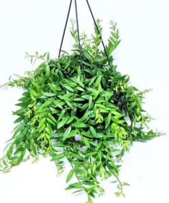 אשיננטוס Aeschynanthus japhrolepis ק.15