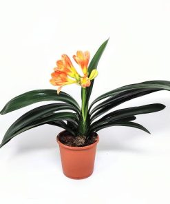 קליוויה ע.14