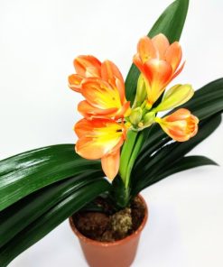 Alternative view of קליוויה ע.14