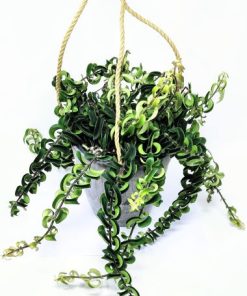 אשיננטוס Aeschynanthus Twister ק.15