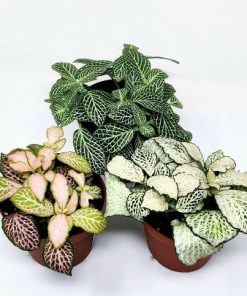 פיטוניה גידי כסף ע.9