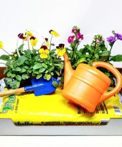 מארז ליום פורח