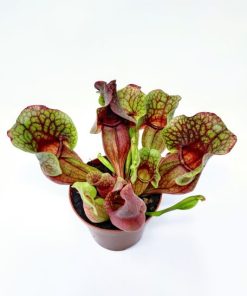 צמח טורף שופרית ע.9