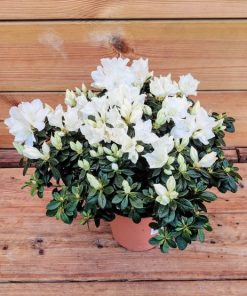 Alternative view of אזלאה